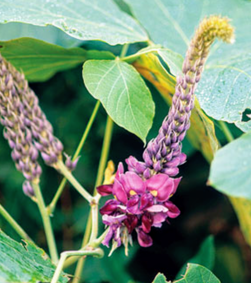 Sweet Kudzu Incense Sticks