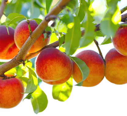 Georgia Incense Sticks